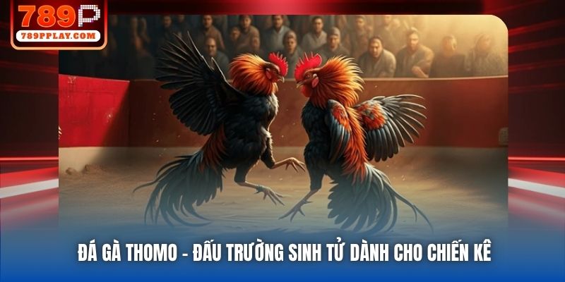 Đá Gà Thomo - Đấu Trường Sinh Tử Dành Cho Chiến Kê