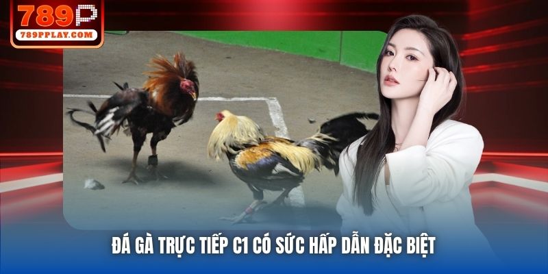 Đá gà trực tiếp C1 có sức hấp dẫn đặc biệt