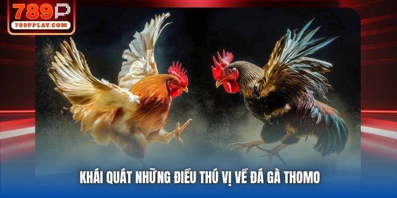 Khái quát những điều thú vị về đá gà Thomo